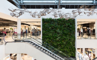 The living wall provides a public statement for House of Fraser's first sustainable store, whilst the artworks by a number of local artists anchor the store it its locality