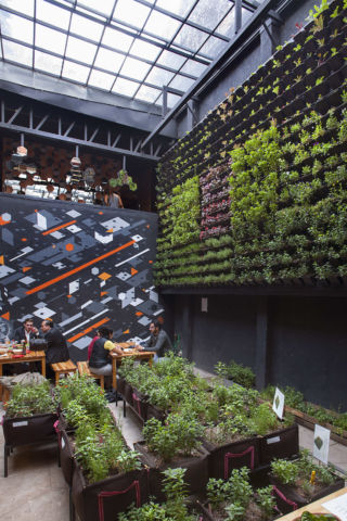 Fresh ingredients are sourced from a fully functional vertical garden.