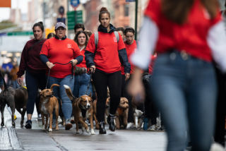 For the store launch activation they lined a mile-long stretch of pavement with meat scented paw-print decals with a trail that led from Washington Square Park to Reddy's storefront.