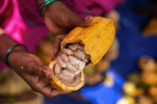 Manam Chocolate not only sources its cacao directly from a collective of 100 farmers in West Godavari district but works with them to grow the best fine cacao varietals. Photo Hashim Badani